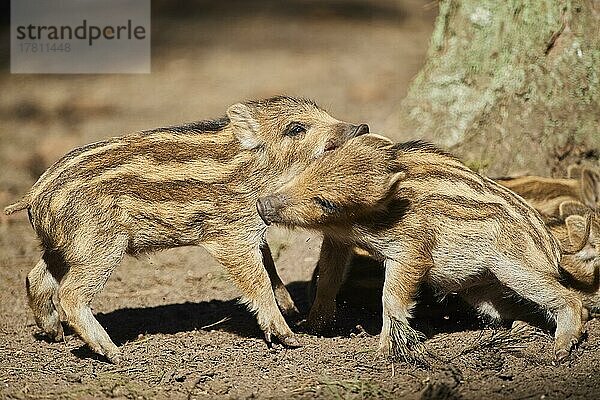 Frischling  Wildschwein (Sus scrofa) in einem Wald  Bayern  Deutschland  Europa