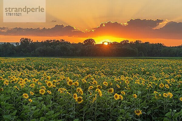 Sonnenblumen (Helianthus annuus) bei Sonnenuntergang Elsass  Frankreich  Europa