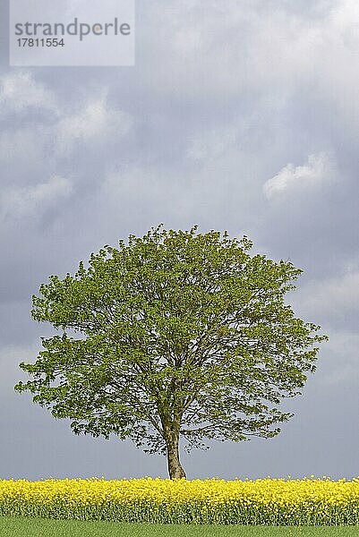 Ahorn (Acer)  Solitärbaum an einem blühenden Rapsfeld (Brassica napus)  Nordrhein-Westfalen  Deutschland  Europa