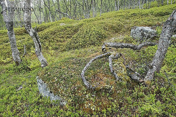 Birkenwald (Betula pendula)  Kvaloya  Norwegen  Europa