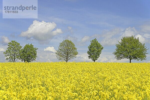 Laubbäume  Baumreihe an einem blühenden Rapsfeld (Brassica napus)  blauer Wolkenhimmel  Nordrhein-Westfalen  Deutschland  Europa