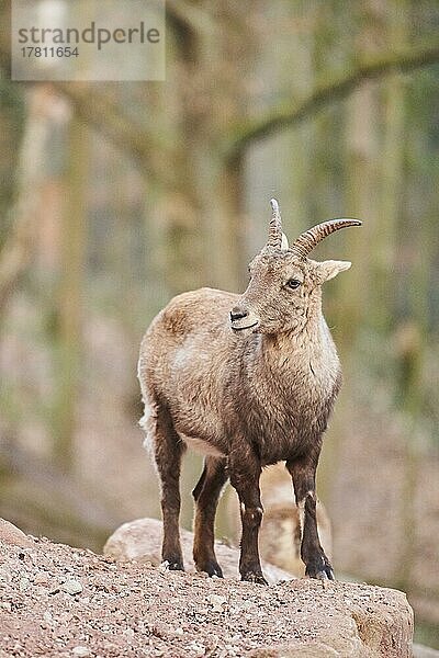 Alpensteinbock (Capra ibex) Porträt  Bayern  Deutschland  Europa