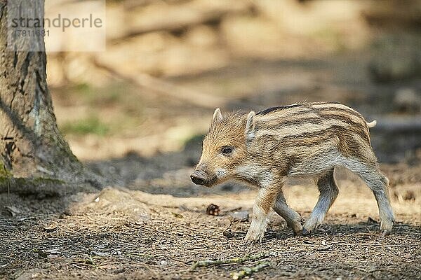 Frischling  Wildschwein (Sus scrofa) in einem Wald  Bayern  Deutschland  Europa