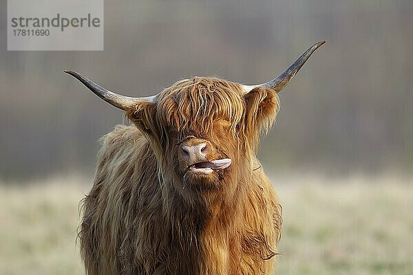 Hochlandrind (Bos taurus)  erwachsenes Tier mit heraushängender Zunge  Suffolk  England  Großbritannien  Europa