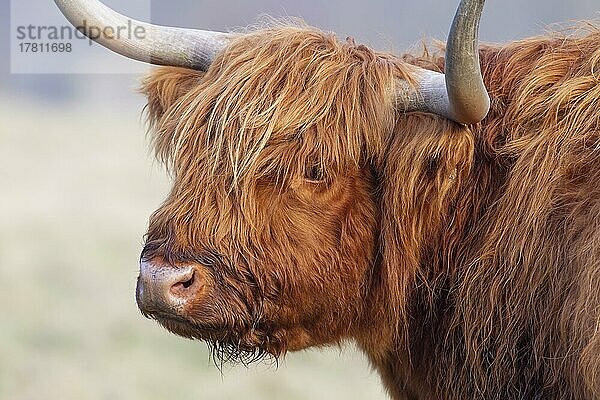 Hochlandrind (Bos taurus) erwachsenes Tier Kopfporträt  Suffolk  England  Großbritannien  Europa