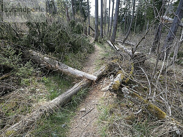 Umgestürzte Bäume im Nationalpark Kellerwald-Edersee  Vöhl  Hessen  Deutschland  Europa