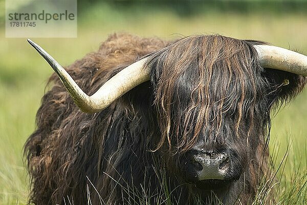 Hochlandrind (Bos taurus) erwachsenes Tier Kopfporträt  Norfolk  England  Großbritannien  Europa