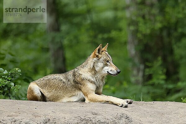 Europäischer Wolf (Canis lupus)  Alttier liegt auf einem Hügel  captive