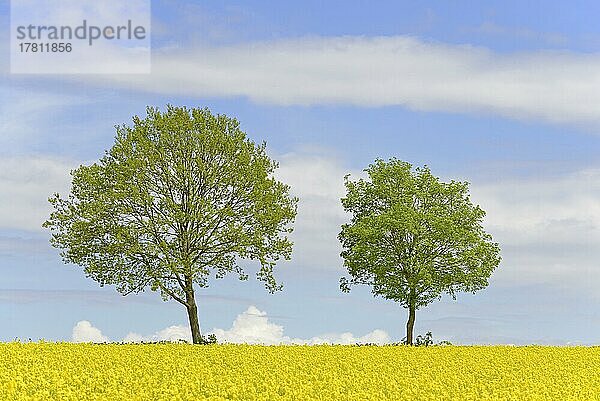 Laubbäume an einem blühenden Rapsfeld (Brassica napus)  blauer Wolkenhimmel  Nordrhein-Westfalen  Deutschland  Europa