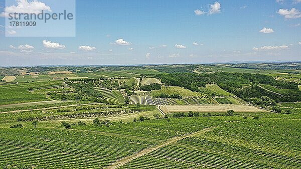 Landschaft im Sommer mit Weingärten  Grenzland  Weinviertel  Hadres  Niederösterreich  Österreich  Europa