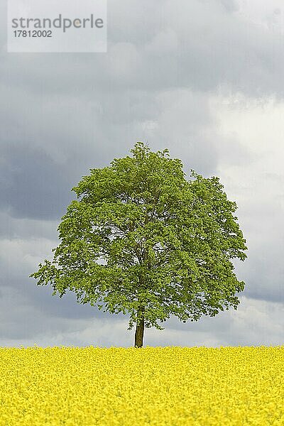 Ahorn (Acer)  Solitärbaum an einem blühenden Rapsfeld (Brassica napus)  Nordrhein-Westfalen  Deutschland  Europa