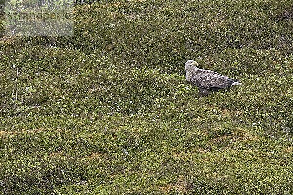 Seeadler (Haliaeetus albicilla)  Lofoten  Norwegen  Europa