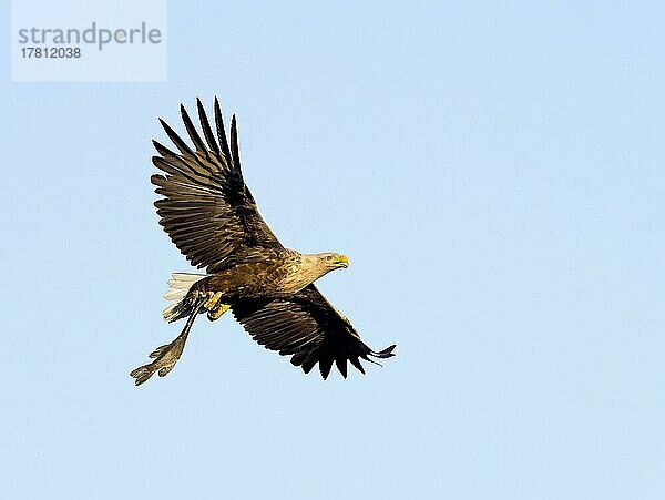 Seeadler (Haliaeetus albicilla)  fliegend mit Beute  Oberlausitz  Sachsen  Deutschland  Europa