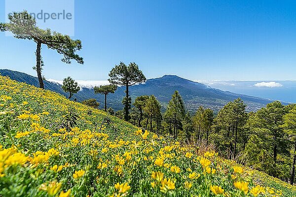 Blick vom Risco de las Cuevas zu den Vulkanen der Cumbre Nueva  Nationalpark Caldera de Taburiente  Insel La Palma  Kanarische Inseln  Spanien  Europa