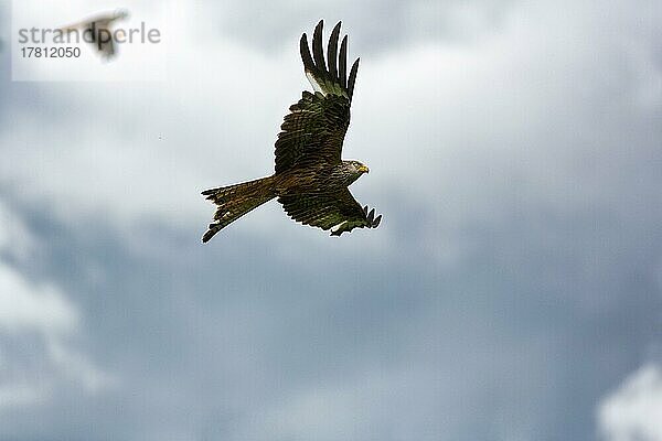 Rotmilane (Milvus milvus) im Flug  halten Ausschau nach Beute  Abendhimmel  Wales  Großbritannien  Europa