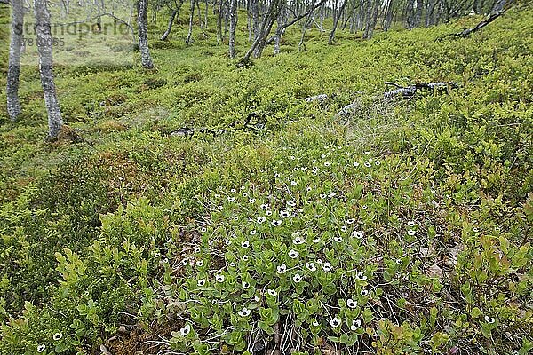 Schwedischer Hartriegel (Cornus suecica)  Kvaloya  Norwegen  Europa