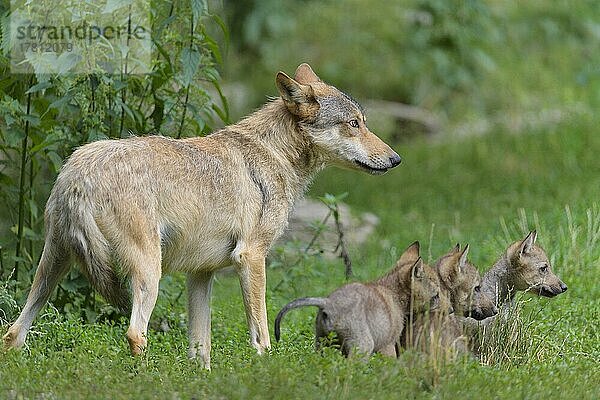 Wolf (Canis lupus)  erwachsen mit Jungtieren  captive