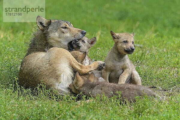 Wolf (Canis lupus)  erwachsen mit Jungtieren