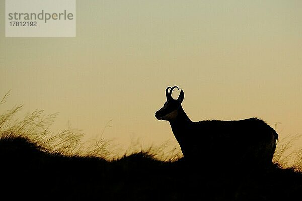 Silhouette von Gämse (Rupicapra rupicapra) während der Morgendämmerung in Hohneck  La Bresse  Vogesen  Lothringen  Lorraine  Frankreich  Europa