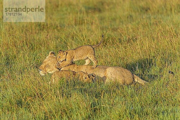 Afrikanischer Löwe (Panthera Leo)  Weibchen mit Jungtier  Masai Mara National Reserve  Kenia  Afrika