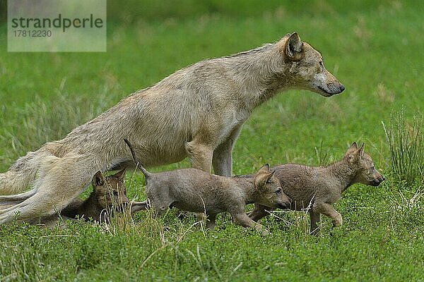 Wolf (Canis lupus)  erwachsen mit Jungtieren  captive