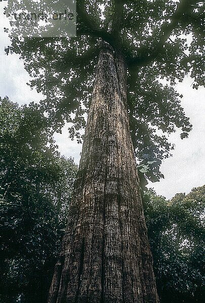 Fünf Jahrhunderte alter  natürlich gewachsener  weltgrößter lebender Teakbaum (Tectona grandis) mit einer erstaunlichen Höhe von 39  98 m und einem Umfang von 7  15 m im Parambikkulam Reservat  Kerala  Indien  Asien