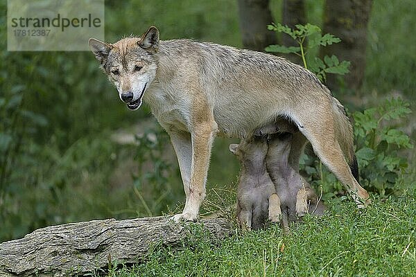 Wolf (Canis lupus)  erwachsen mit Jungtieren  captive