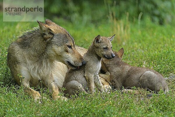 Wolf (Canis lupus)  erwachsen mit Jungtieren  captive