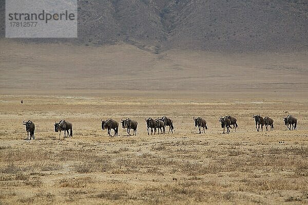 Eine Herde Streifengnus (Connochaetes taurinus) im Ngorongoro Crater  Serengeti  Tansania  Afrika