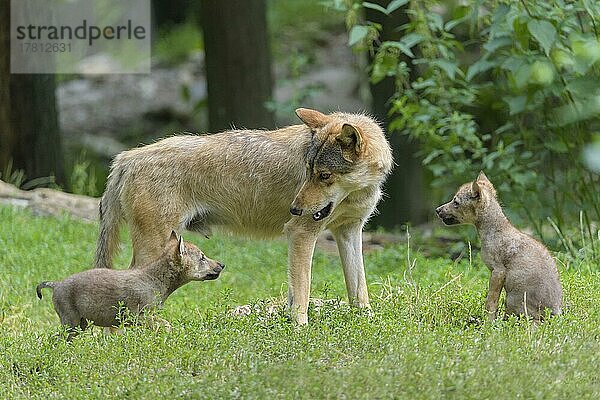 Wolf (Canis lupus)  erwachsen mit Jungtieren  captive