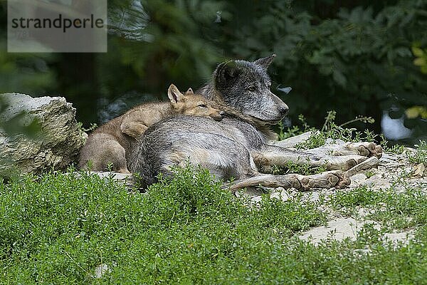 Wolf (Canis lupus)  erwachsen mit Jungtier  captive