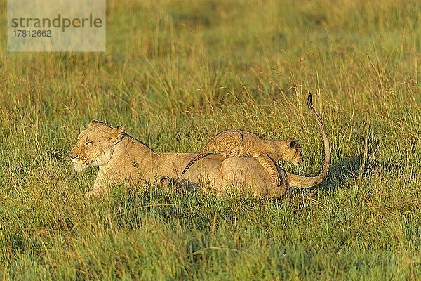 Afrikanischer Löwe (Panthera Leo)  Weibchen mit Jungtier  Masai Mara National Reserve  Kenia  Afrika