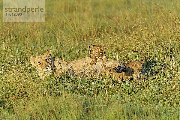 Afrikanischer Löwe (Panthera Leo)  Weibchen mit zwei Jungen  Masai Mara National Reserve  Kenia  Afrika