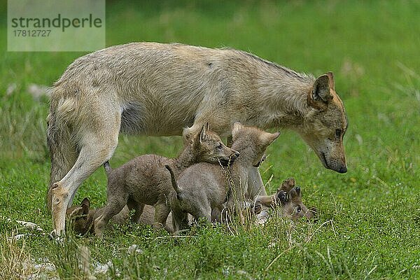 Wolf (Canis lupus)  erwachsen mit Jungtieren  captive