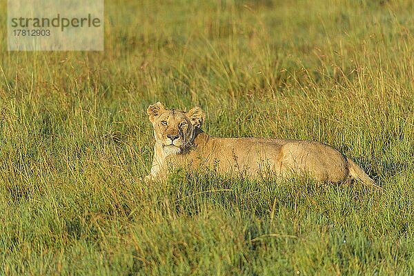 Afrikanischer Löwe (Panthera Leo)  weiblich  Masai Mara National Reserve  Kenia  Afrika
