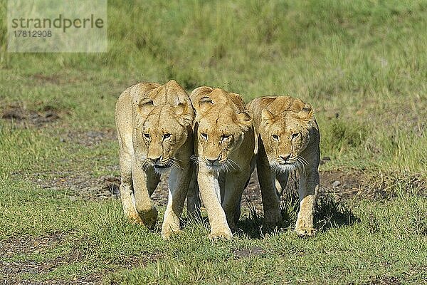 Afrikanischer Löwe (Panthera Leo)  drei Weibchen  Masai Mara National Reserve  Kenia  Afrika