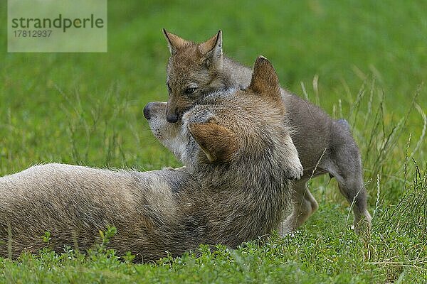 Wolf (Canis lupus)  erwachsen mit Jungtier  captive