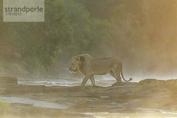 Afrikanischer Löwe (Panthera Leo)  Männchen am Olare Orok Fluss bei Sonnenaufgang  Masai Mara National Reserve  Kenia  Afrika