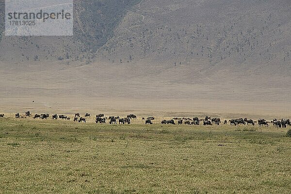 Eine Herde Streifengnus (Connochaetes taurinus) in Lake Magani  Ngorongoro Crater  Serengeti  Tansania  Afrika