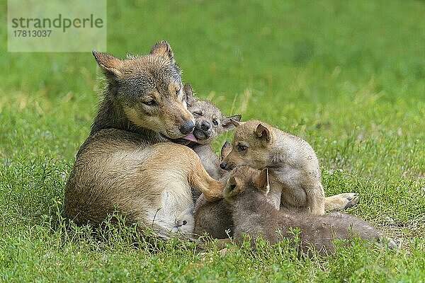 Wolf (Canis lupus)  erwachsen mit Jungtieren  captive