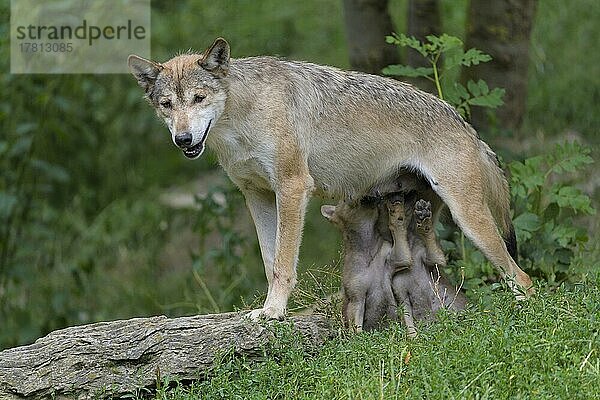 Wolf (Canis lupus)  erwachsen mit Jungtieren  captive