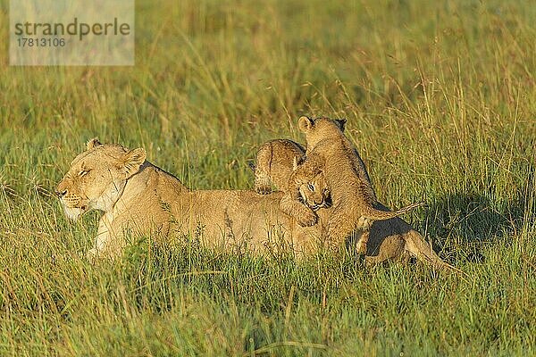 Afrikanischer Löwe (Panthera Leo)  Weibchen mit zwei Jungen  Masai Mara National Reserve  Kenia  Afrika