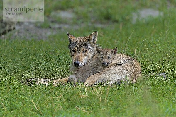 Wolf (Canis lupus)  erwachsen mit Jungtier  captive