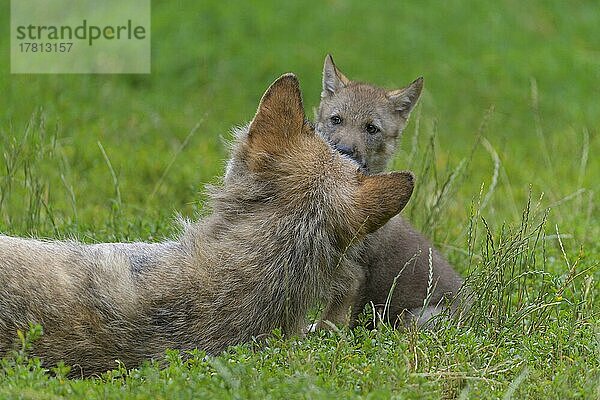 Wolf (Canis lupus)  erwachsen mit Jungtier  captive