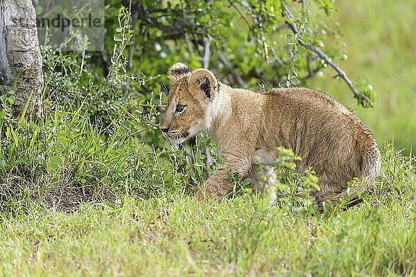 Afrikanischer Löwe (Panthera Leo)  Jungtier  Masai Mara National Reserve  Kenia  Afrika
