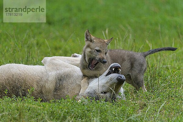 Wolf (Canis lupus)  erwachsen mit Jungtier  captive