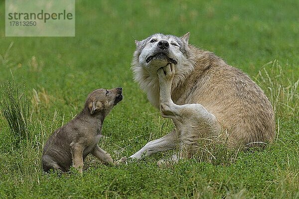 Wolf (Canis lupus)  erwachsen mit Jungtier  captive