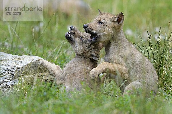 Wolf (Canis lupus)  zwei spielende Jungtiere  captive