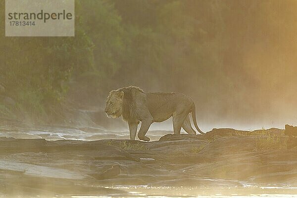 Afrikanischer Löwe (Panthera Leo)  Männchen am Olare Orok Fluss bei Sonnenaufgang  Masai Mara National Reserve  Kenia  Afrika