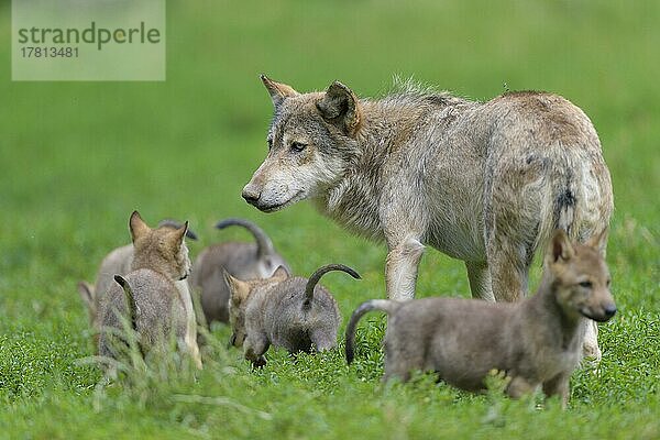 Wolf (Canis lupus)  erwachsen mit Jungtieren  captive